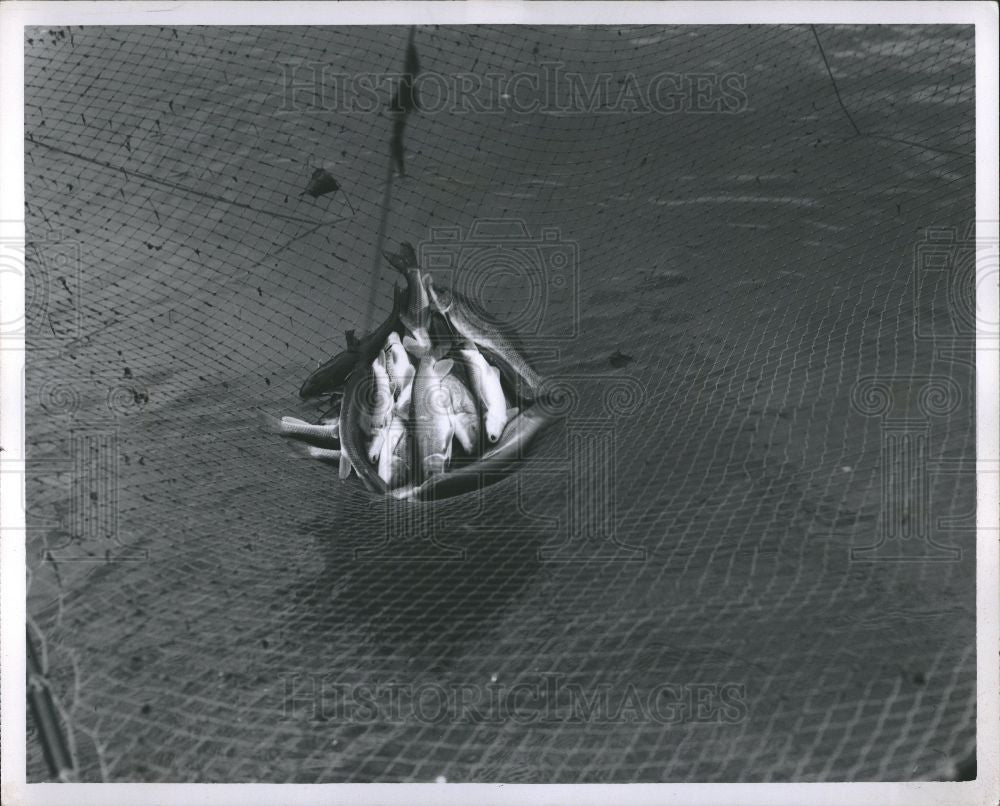 1963 Press Photo Fish Trout Fishing Rifle River - Historic Images