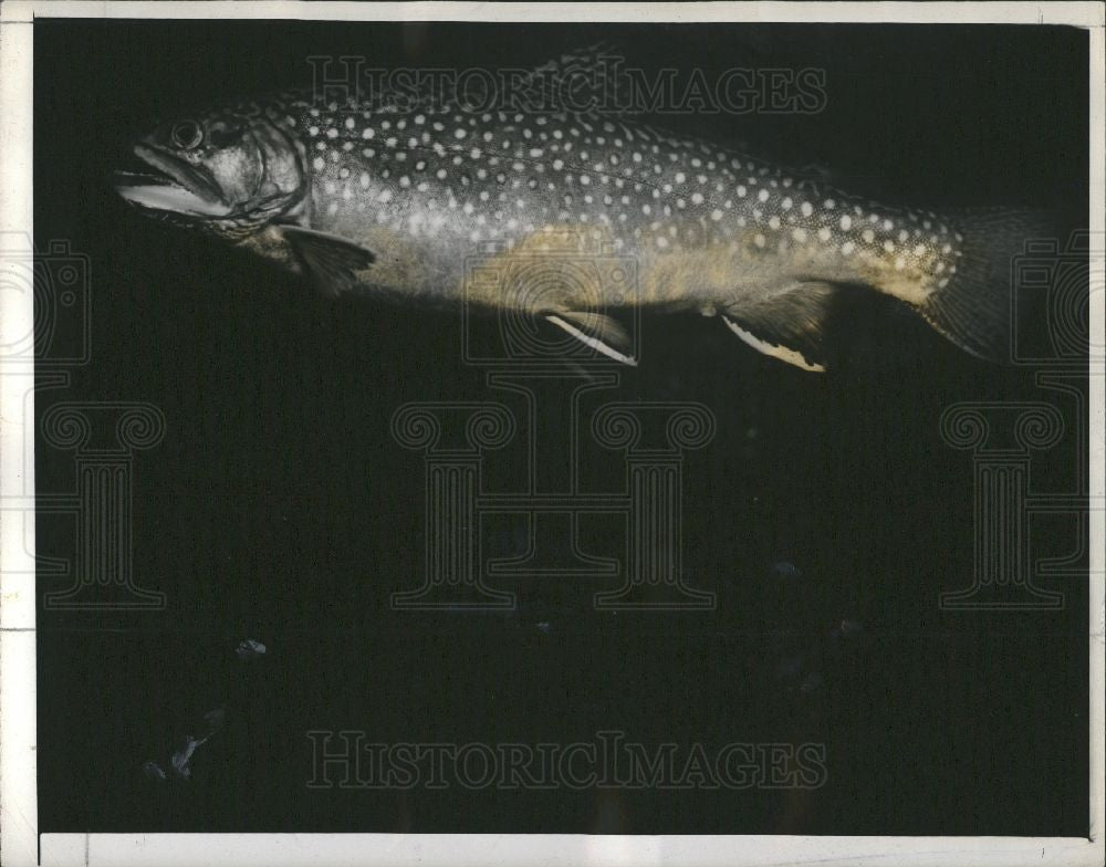 1941 Press Photo Speckled Brook Trout fisherman - Historic Images