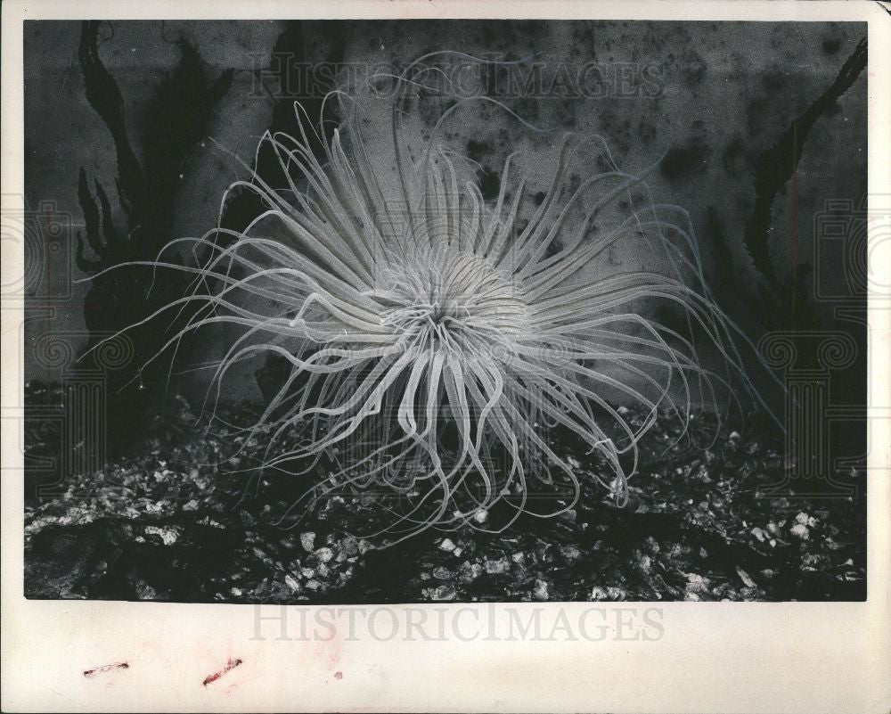 1973 Press Photo Larry McClean eels fish tarantulas - Historic Images