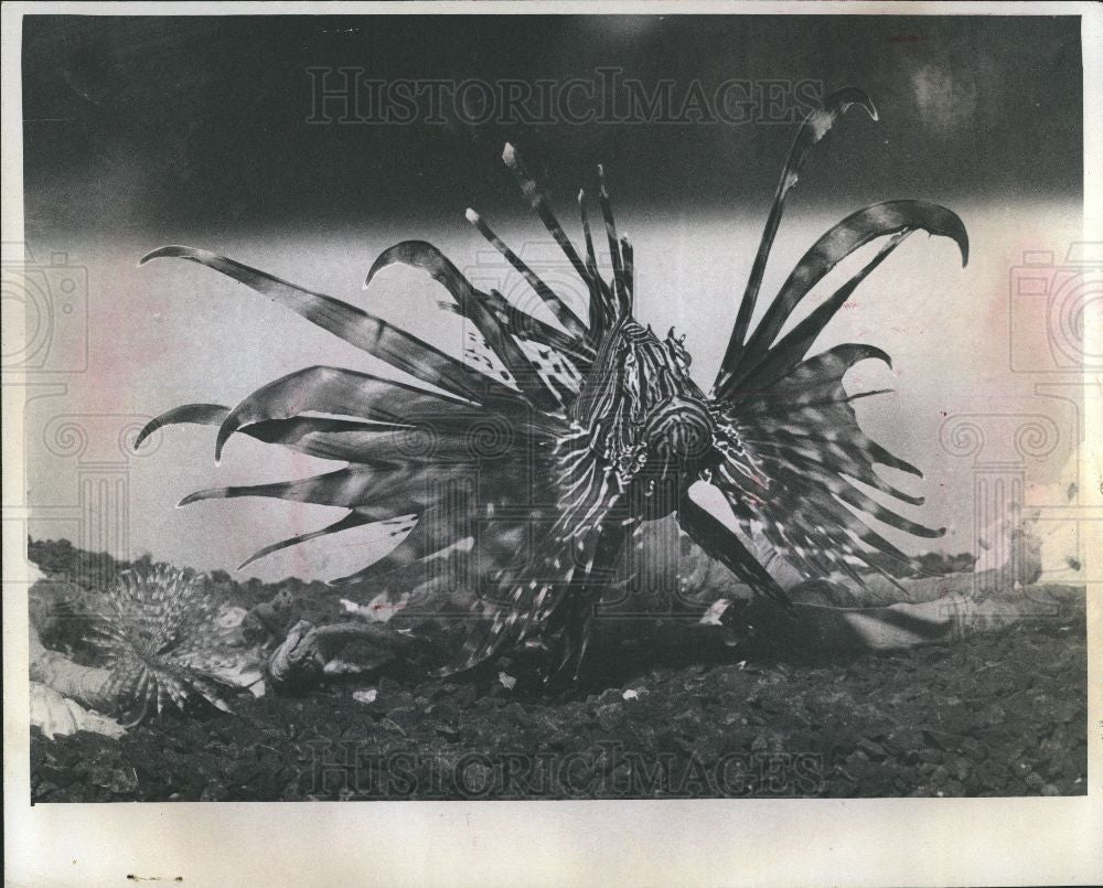 1974 Press Photo Lion Fish Southland Mall Taylor - Historic Images