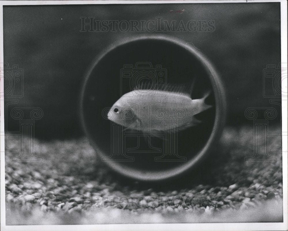 1976 Press Photo tropical fish Pink Convict - Historic Images