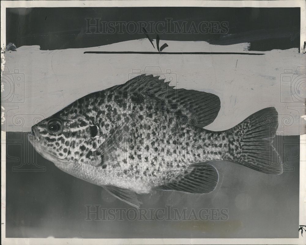 1948 Press Photo Fish Sunfish - Historic Images