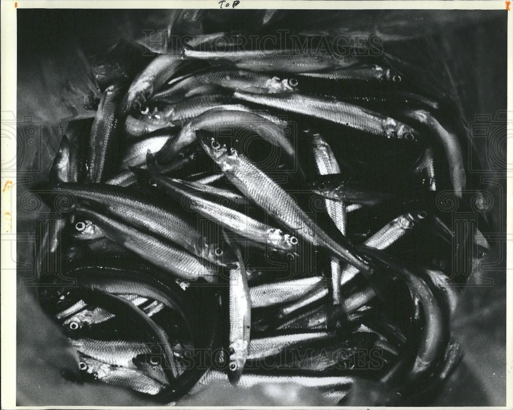 1993 Press Photo Smelt spring spawning - Historic Images