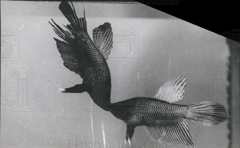 Press Photo SIAMESE FIGHTING FISH - Historic Images