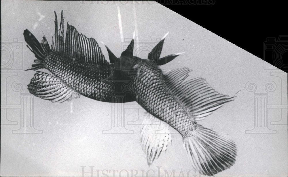 Press Photo Siamese Fighting Fish - Historic Images