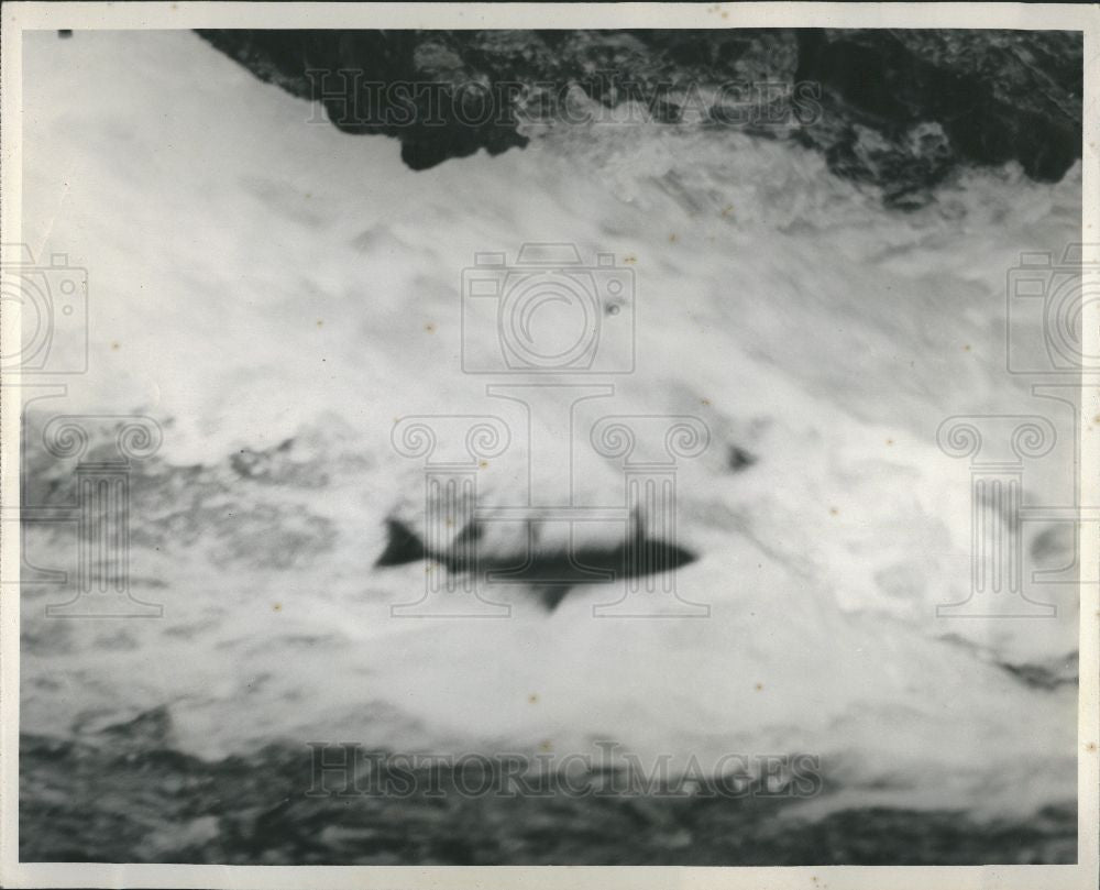 1947 Press Photo salmon - Historic Images