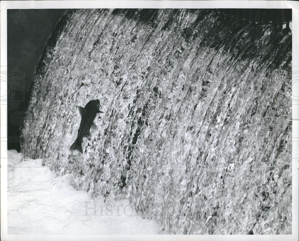 Press Photo Fish Salmon leaping - Historic Images