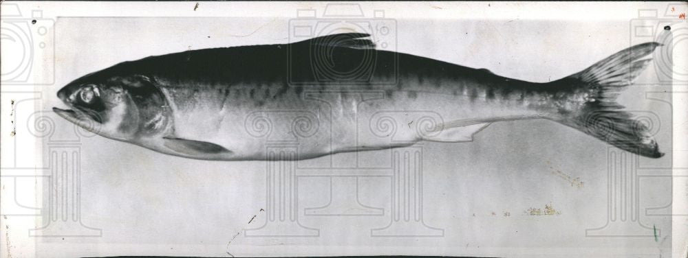 1963 Press Photo Salmon Saltwater Fish - Historic Images