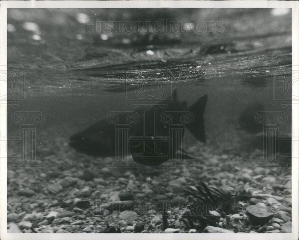 Press Photo Fish Salmon - Historic Images
