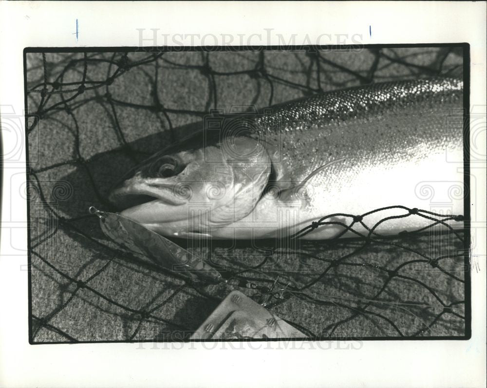 1991 Press Photo steel head trout Captasin Mark Houser - Historic Images