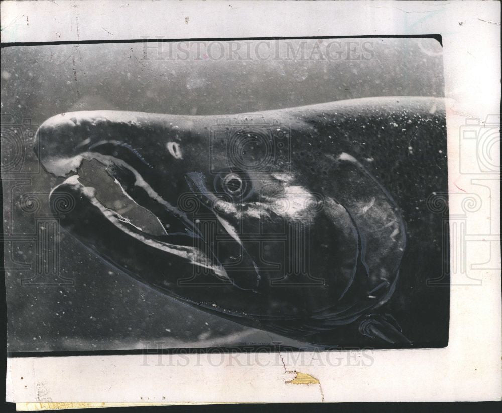1967 Press Photo Coho Salmon Aquarium Sport Fish - Historic Images
