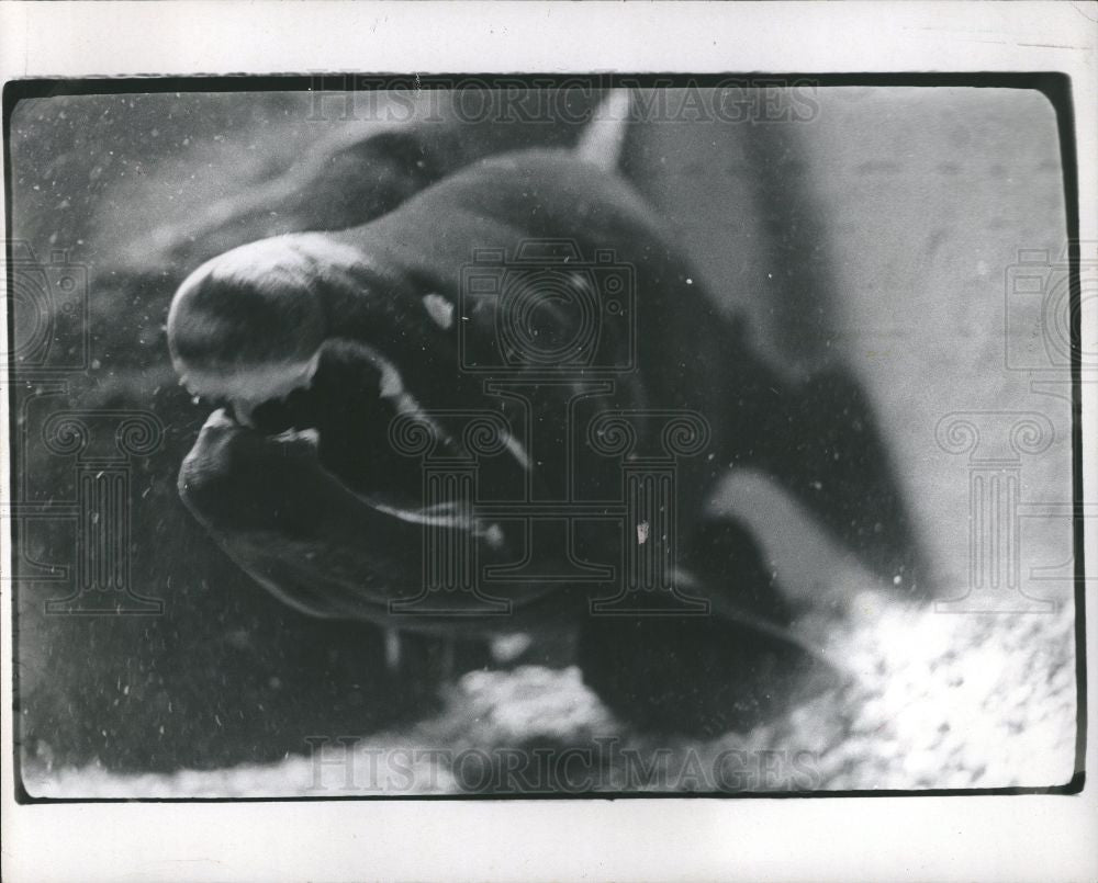 1967 Press Photo Coho Salmon Fish Fishing Silver Nature - Historic Images