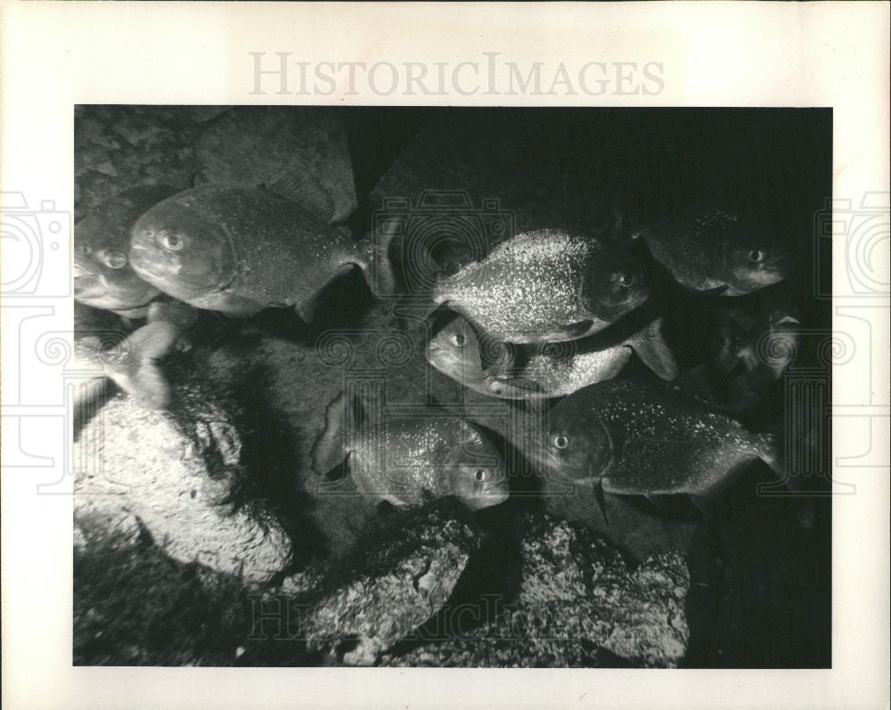 1983 Press Photo Piranha Fish - Historic Images