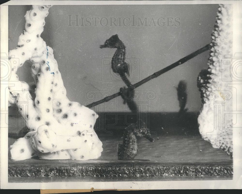 1935 Press Photo King Neptune Horses seashores - Historic Images