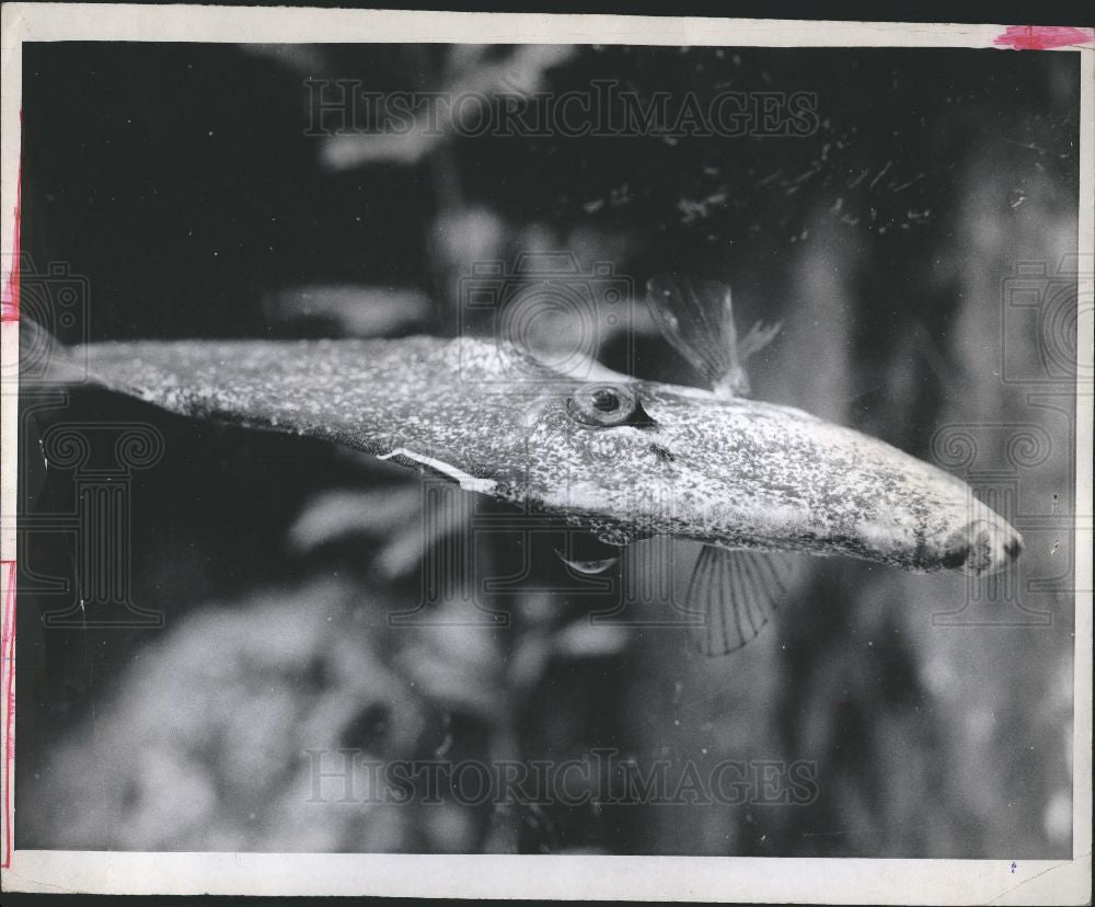 1967 Press Photo File Fish - Historic Images