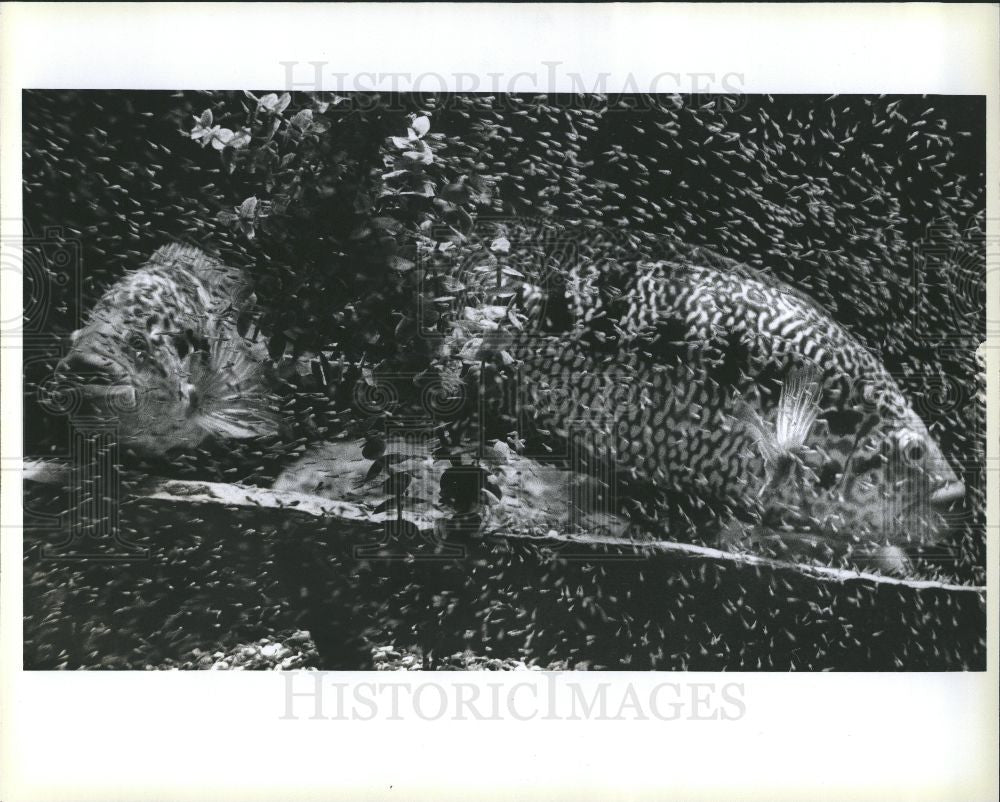 1979 Press Photo Guapote Fish - Historic Images