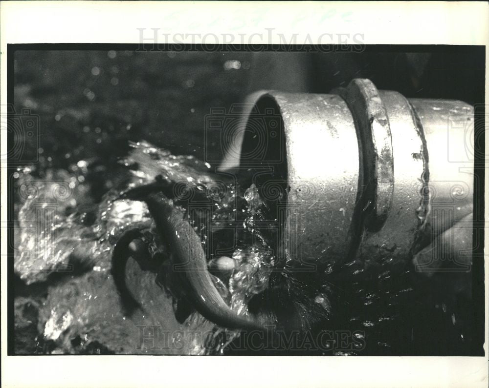 1987 Press Photo Fish gvayling - Historic Images