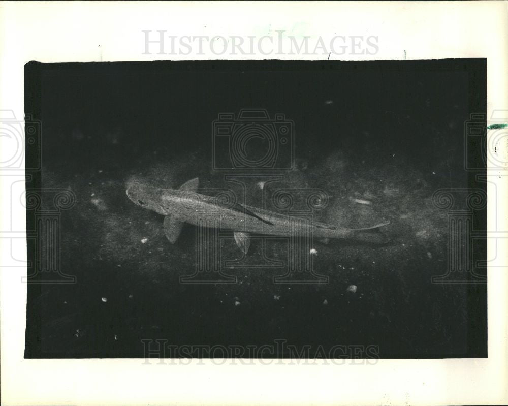 1987 Press Photo Fish grayling - Historic Images