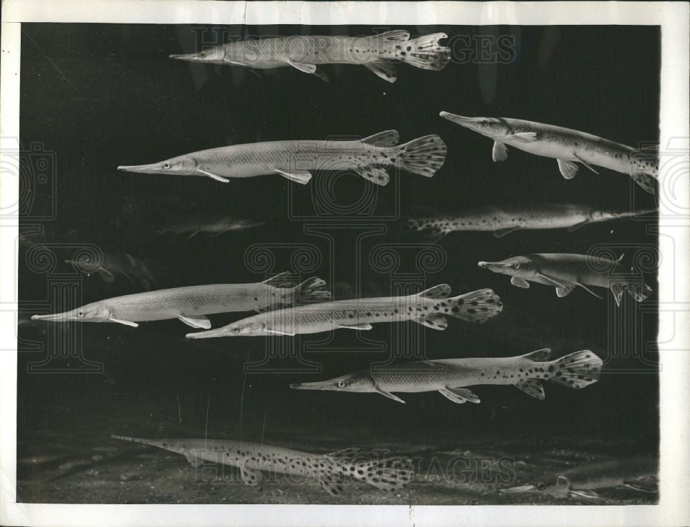 1947 Press Photo Long-nose Gar fish Mississippi River - Historic Images