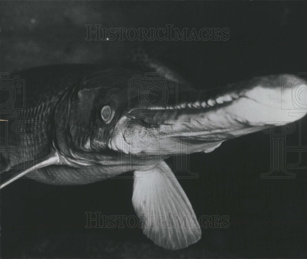 1987 Press Photo The alligator gar Fish - Historic Images