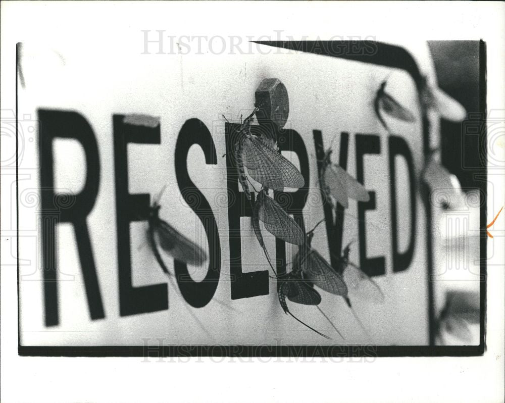 1961 Press Photo fish flies reserved spot parking - Historic Images
