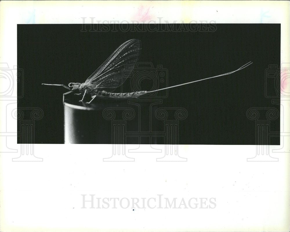 1990 Press Photo Fish Fly - Historic Images