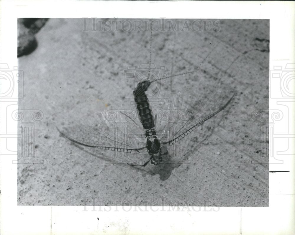1991 Press Photo Stink, fish flies - Historic Images