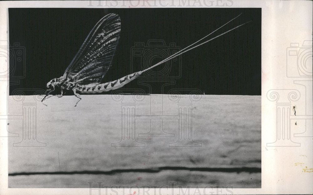 1976 Press Photo Hexagenia limbata caddis fly mayfly - Historic Images
