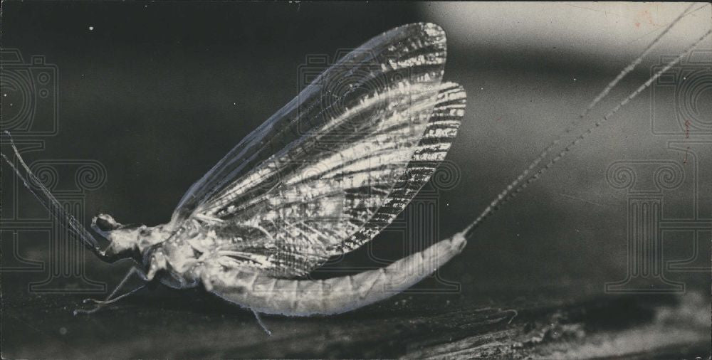 1933 Press Photo summer fishfly insect Chauliodinae fly - Historic Images