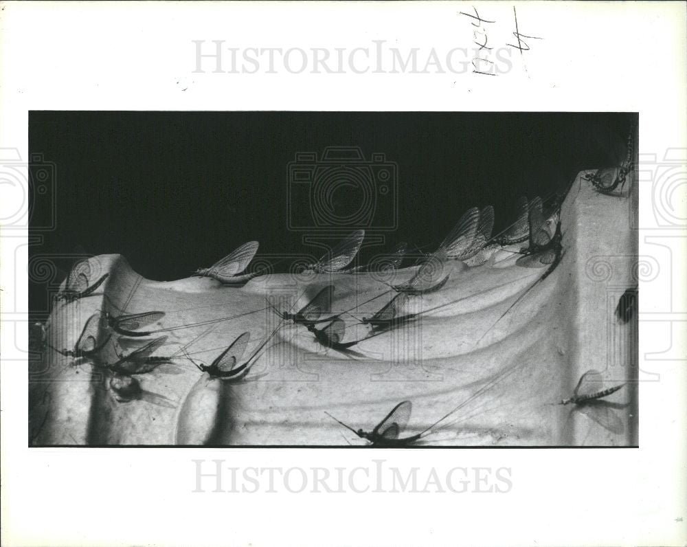 1989 Press Photo FISH FLY - Historic Images