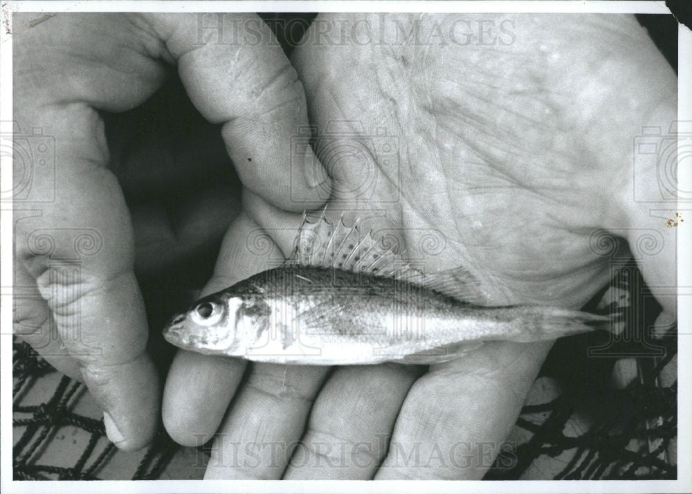 Press Photo Eurasian Ruffe freshwater fish - Historic Images