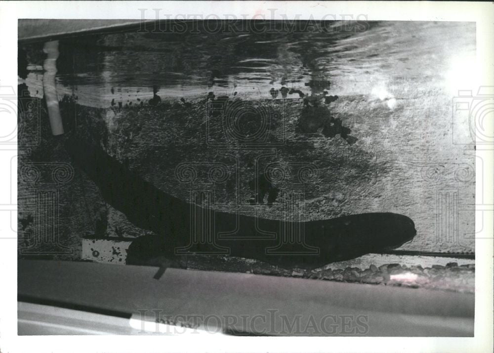 1989 Press Photo electric eel elongated fish - Historic Images