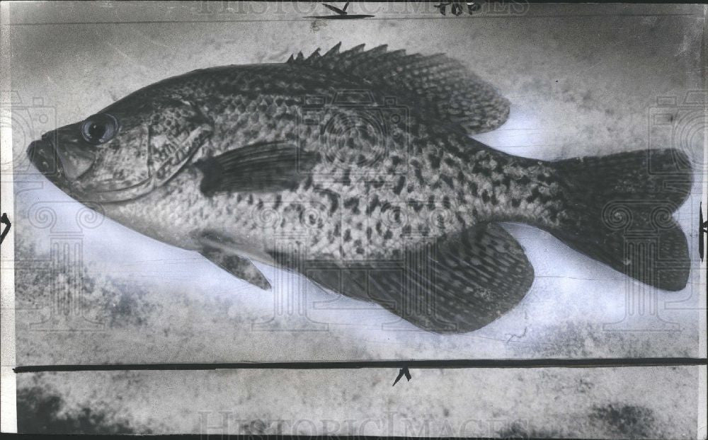 1942 Press Photo Fish Crappie - Historic Images