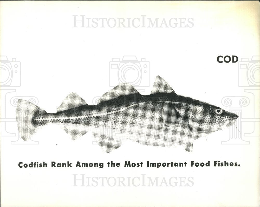 1992 Press Photo Cod fish - Historic Images