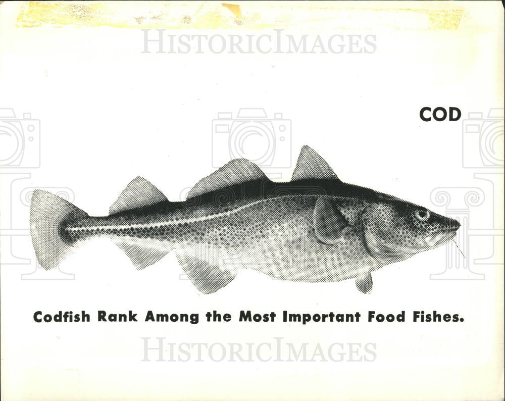 1987 Press Photo Codfish, Cod - Historic Images