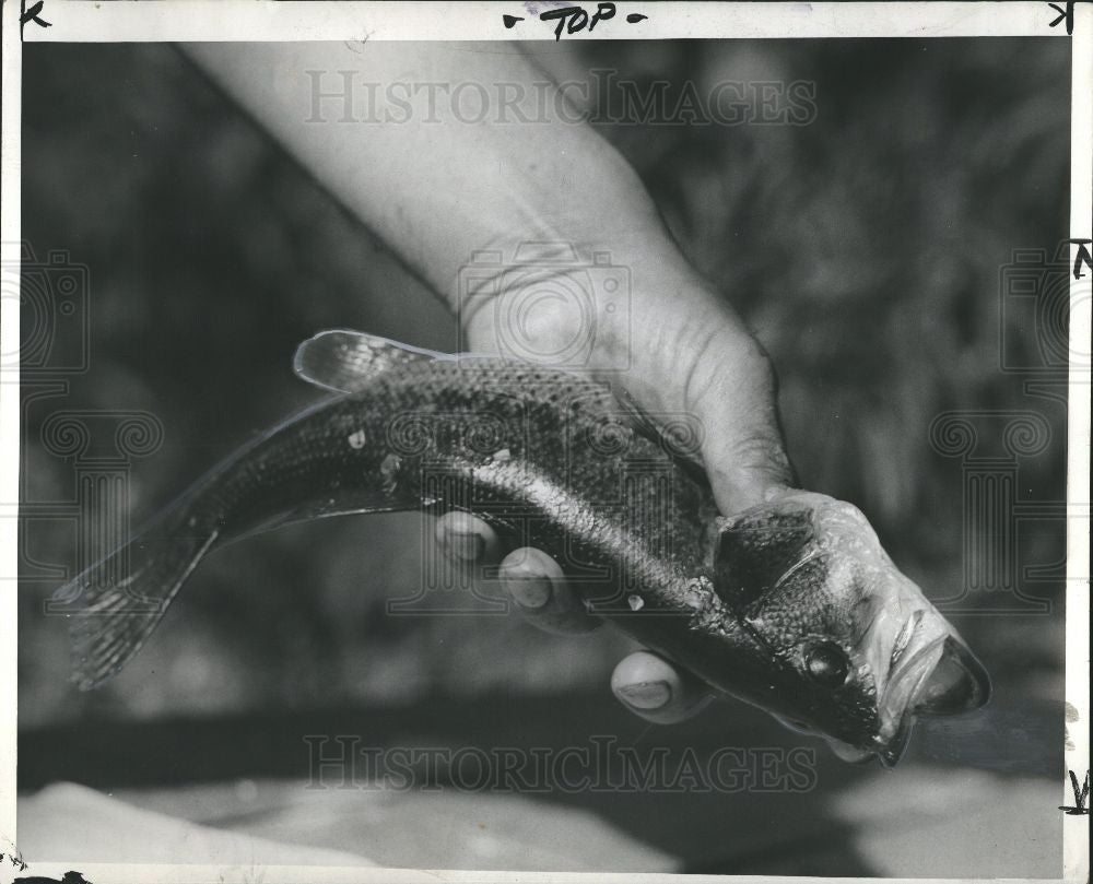 Press Photo Man Catches Small Bass - Historic Images