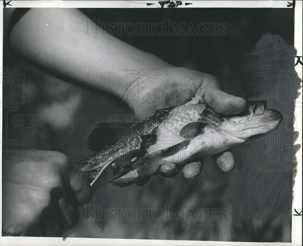 Press Photo fish cleaning skinning pliers pulling - Historic Images