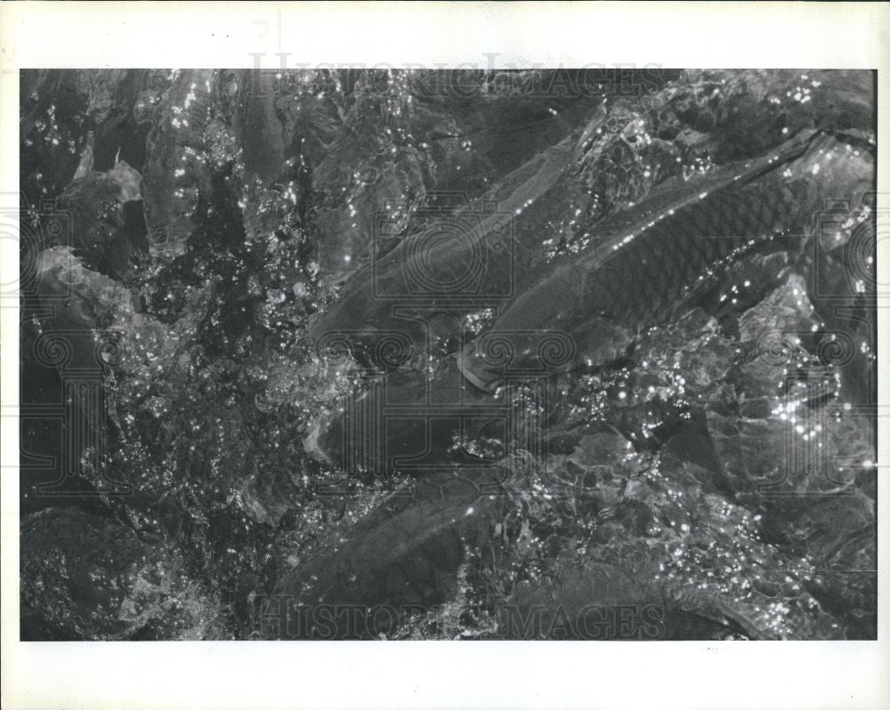 1991 Press Photo Fish-Carp - Historic Images