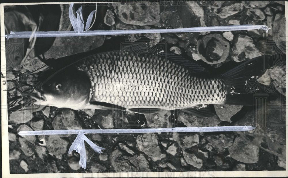 1943 Press Photo freshwater fish carp Europe Asia - Historic Images