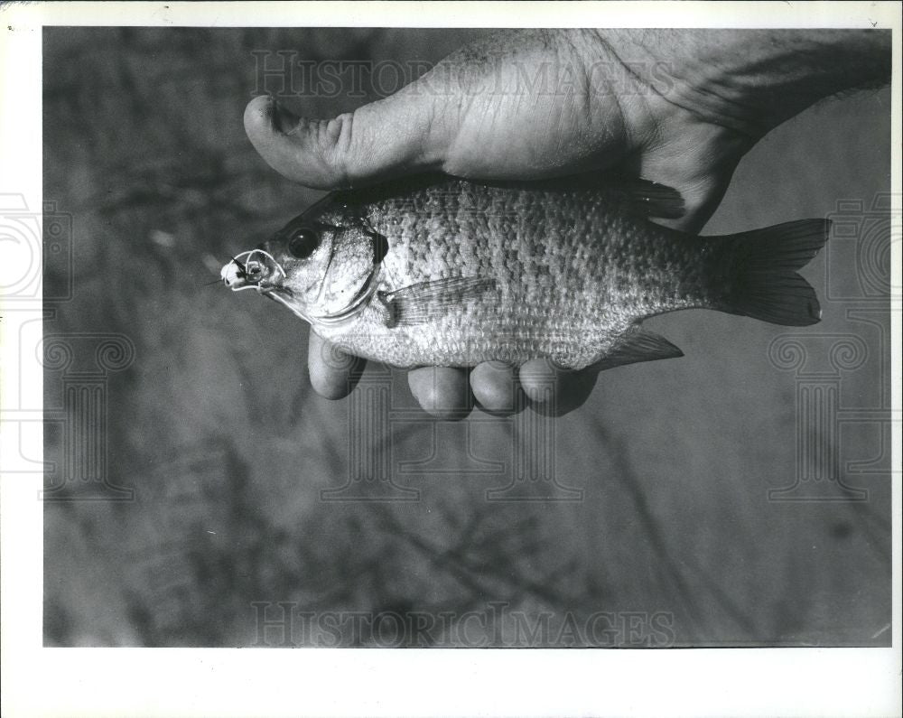 1991 Press Photo FISH BLUEGILL - Historic Images