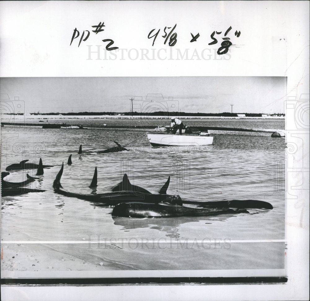 1957 Press Photo fish beach - Historic Images