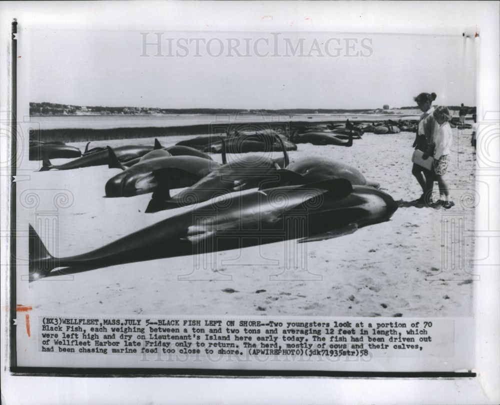 1958 Press Photo Black Fish beached in Wellfleet - Historic Images