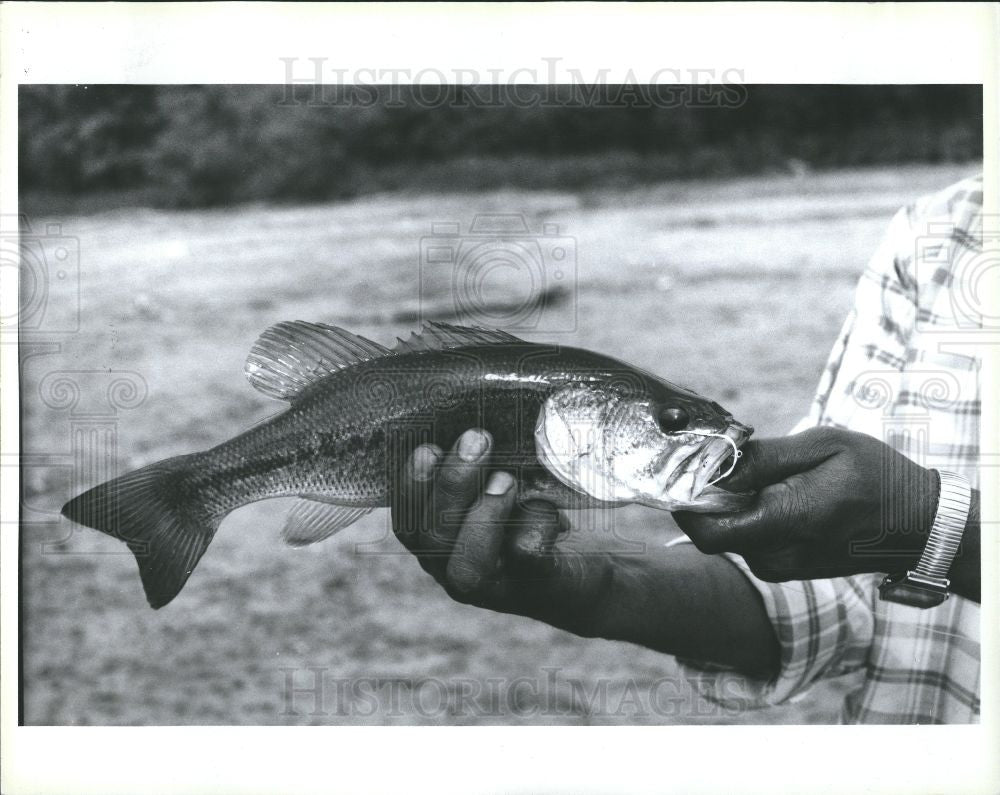 1991 Press Photo largemouth bass fish fishing Ovid - Historic Images