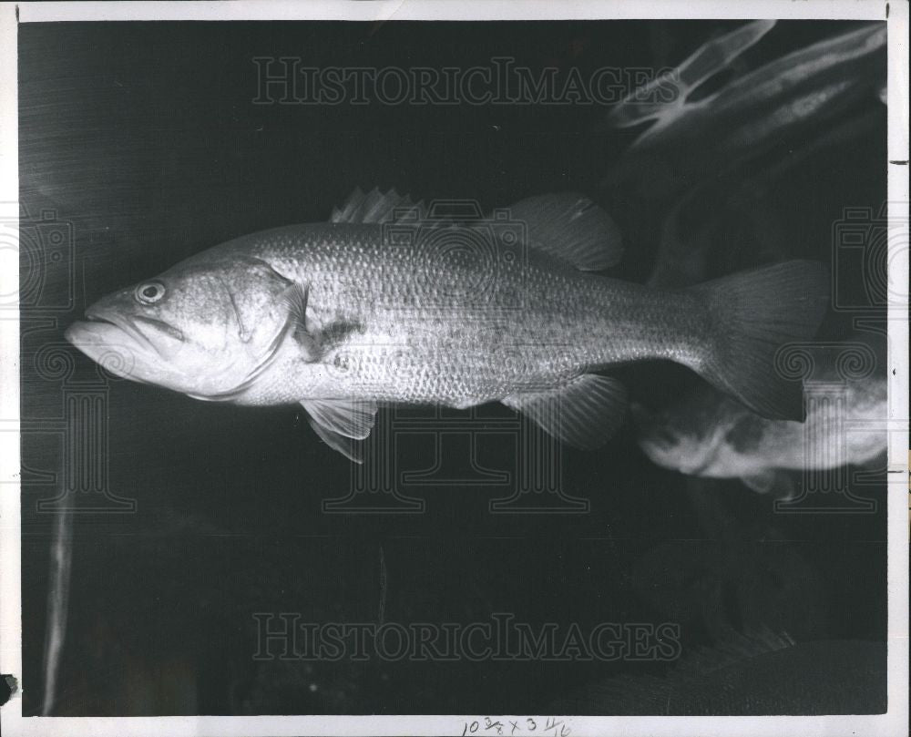 1960 Press Photo Fish - Bass - Historic Images