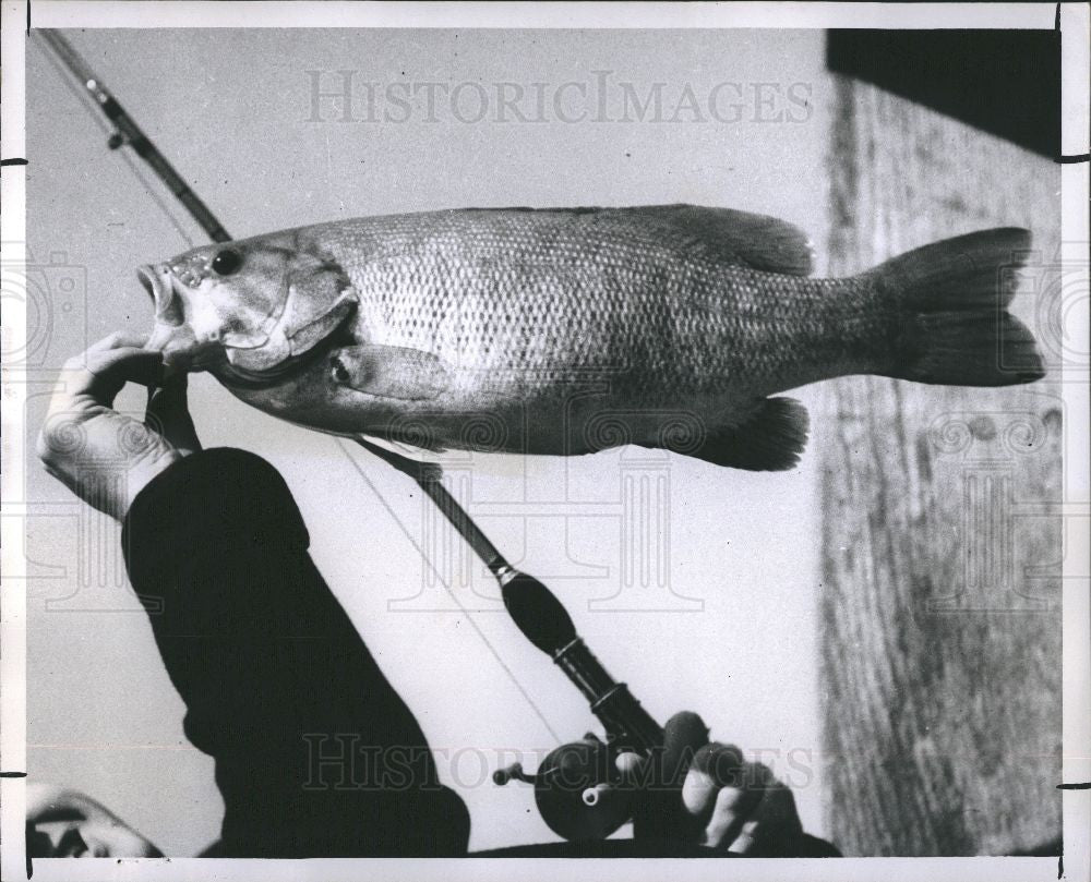 1952 Press Photo small-mouth bass fishing sport boating - Historic Images