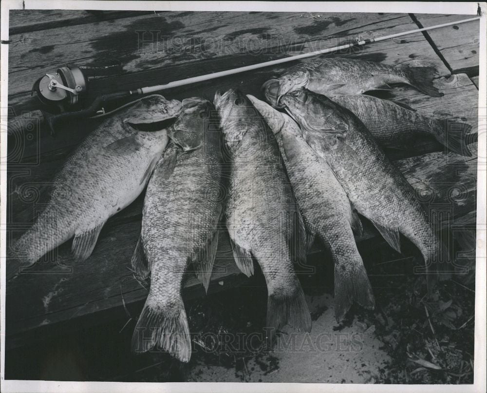 1960 Press Photo Smallmouth Bass Fish - Historic Images