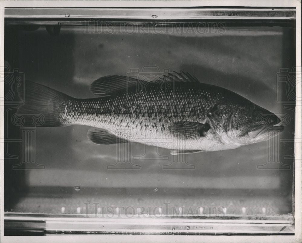 1947 Press Photo Largemouth black bass fish - Historic Images