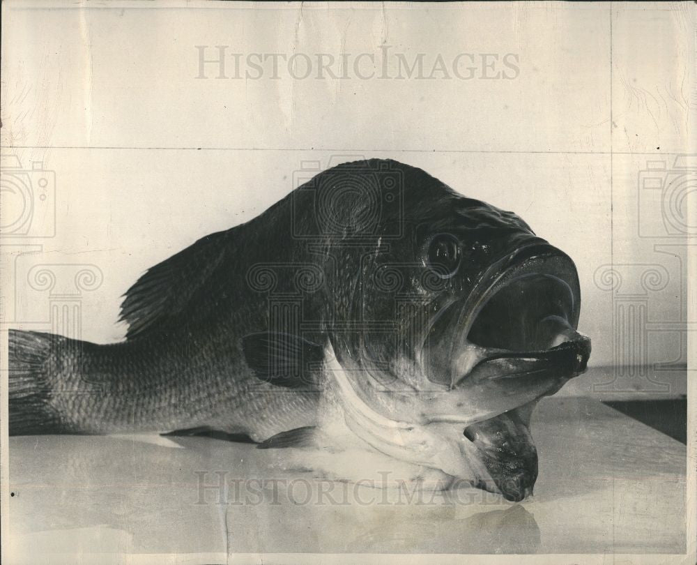 1948 Press Photo Black Bass Wisconsin Fish Defect - Historic Images