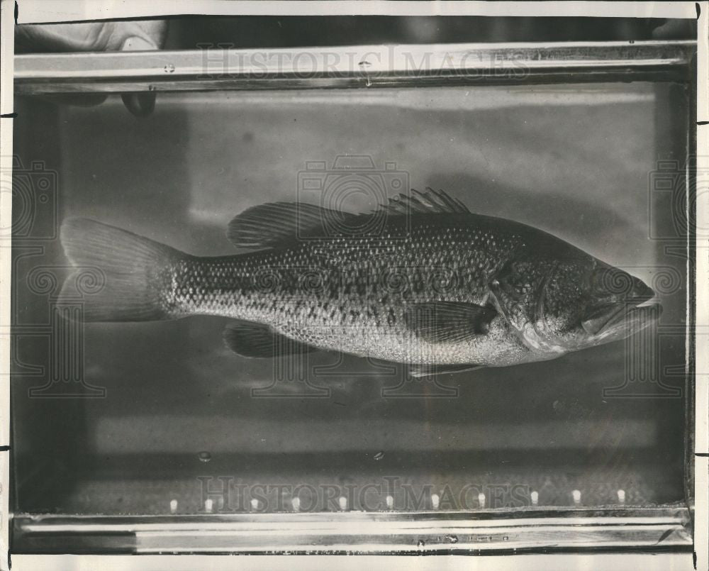 1949 Press Photo Large mouth Black Bass Fish - Historic Images
