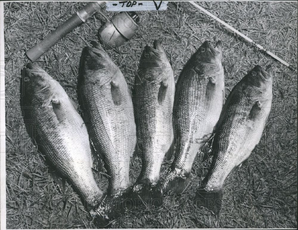 1955 Press Photo Largemouth Bass - Historic Images